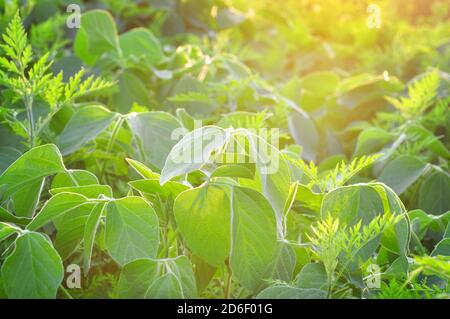 Sojapflanzen mit Ragweed, Ambrosia artemisiifolia, eines der wichtigsten und invasivsten Unkräuter Stockfoto