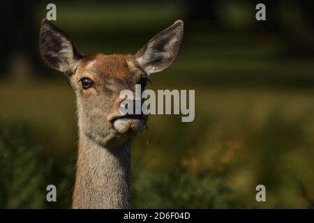 Rothirsch Hind Cervus elaphus Stockfoto