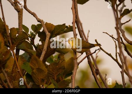 Gelber Waldsänger in Baum mit diffusem Licht glänzend thront Stockfoto