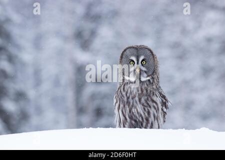 Ein Porträt einer majestätischen Graueule (Strix nebulosa) in einem Winterwunderland des finnischen Taigawaldes, Nordeuropa. Stockfoto