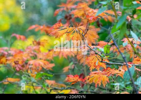 Bunte Blätter und Laub während der Herbstsaison oder Herbst, England UK Stockfoto