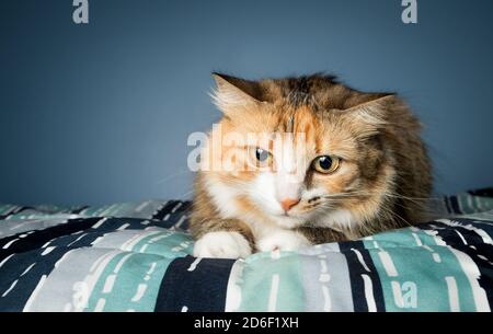 Katze bereit, mit erweiterten, festen Pupillen zu stürzen. Kleine Katze sitzt auf dem Bett im Jagdmodus oder wartet auf das Spielzeug. Selektiver Fokus auf Katze. Stockfoto