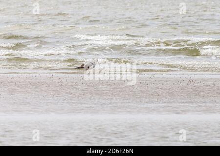 Eine Möwe am Strand sucht im Sand nach Nahrung. Stockfoto