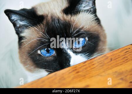 Nahaufnahme Porträt einer niedlichen Snowshoe Point Siam Katze mit großen lebendigen blauen Augen guckt über einen Tisch. Stockfoto