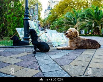 Drei Straßenhunde - zwei schwarze und ein zotteliger Ingwer Sitzen im Park in der Nähe der Kunstmesse Stockfoto