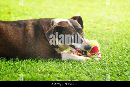 Cute Mix Rasse Hund liegt auf dem Gras und Kauen Das Spielzeug Stockfoto