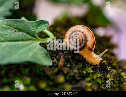 Nahaufnahme einer kleinen leichten Traubenschnecke auf einem grünen natürlichen Hintergrund zwischen Moos und Laub im Wald. Makrofotografie Stockfoto