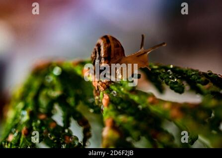 Kleine Traubenschnecke aus der Nähe auf einem grünen Zweig von Thuja-Baum und verschwommenem Hintergrund. Kopierraum, Postkarte, Hintergrundbild Stockfoto