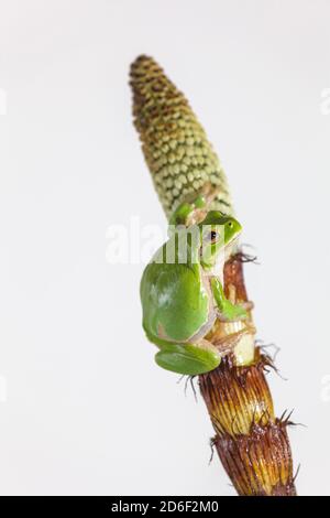 Europäischer Baumfrosch, europäischer Laubfrosch (Hyla arborea), isoliert auf weißem Hintergrund, Italien Stockfoto