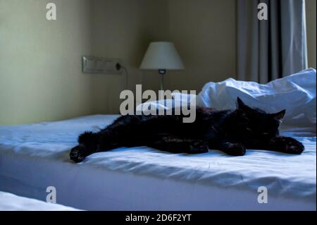 Schwarze Katze schläft auf weißem Bett im Zimmer. Reisen mit Haustieren Stockfoto