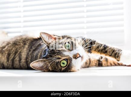 Schöne, niedliche Katze mit grünen Augen liegt auf einer weißen Fensterbank.Weicher Fokus Stockfoto