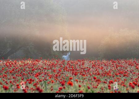 Pferd im Mohnfeld bei Sonnenaufgang. Stockfoto