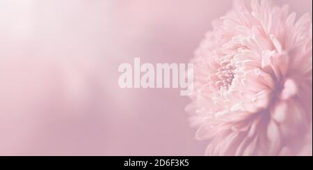 Schöne rosa Chrysantheme Blume in weichem Stil auf rosa Hintergrund. Stockfoto