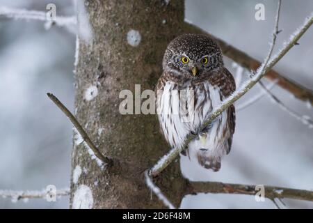 Ein kleiner und ernst aussehender kleiner Raubvogel Eurasische Zwergeule (Glaucidium passerinum), der einen Hausfrieden in einem nördlichen, winterlichen Nadelgehölz anstarrt Stockfoto