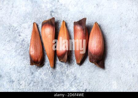 Rohe essbare chilenische patagonische Pinones Pinienkerne oder Affen Puzzle-Baum Araucaria araucana. Stockfoto