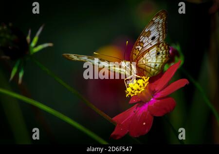 Weiße Tagpfauenauge Stockfoto