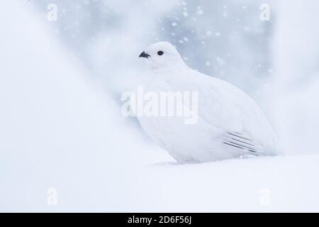 White Willow Schneehuhn, Lagopus lagopus im Wintergefieder während eines starken Schneefalls im Taiga-Wald, in der Nähe von Kuusamo, Nordfinnland Stockfoto