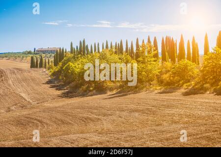 Klassische toskanische Landschaft, Landhaus mit Zypressenallee, Castelnuovo Berardenga, Provinz Siena, Toskana, Italien Stockfoto