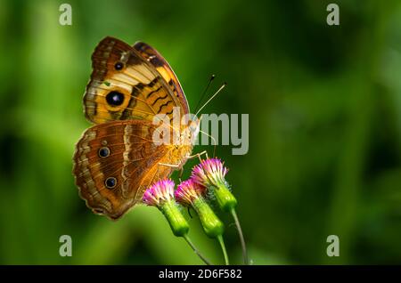 Gemeinsamen Buckeye Schmetterling Bild in Panama Stockfoto