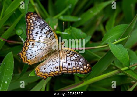 Weißer Pfau Schmetterling Bild in Panama aufgenommen Stockfoto