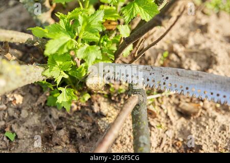 Frau Gärtnerin in Handschuhen mit Gartensäge schneidet Äste Stockfoto