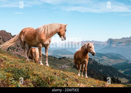 Haflingerpferde auf den Weiden der Seiser Alm, Bozen, Südtirol, Italien, Europa Stockfoto