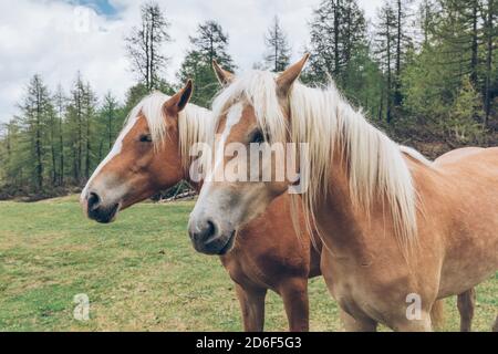 Haflingerpferde auf den Weiden von zoppè di cadore bei der Venezia Hütte, Stockfoto