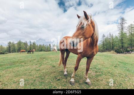 Haflinger auf den Weiden von vodo di cadore bei der Venezia Hütte, Stockfoto