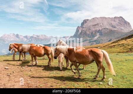Haflingerpferde auf den Weiden der Seiser Alm, Bozen, Südtirol, Italien, Europa Stockfoto