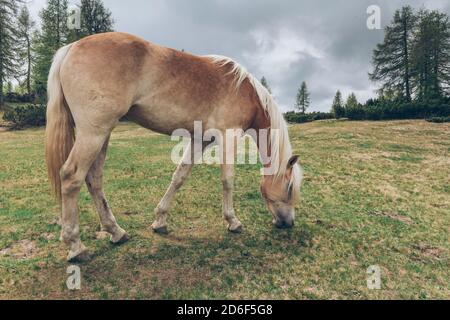 Haflinger auf den Weiden von zoppè di cadore bei der Venezia Hütte, Stockfoto