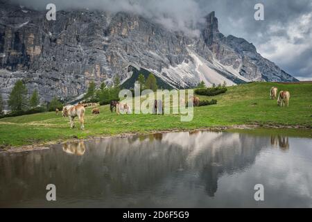 Haflingerpferde auf den Weiden von zoppè di cadore bei der Venezia Hütte, Stockfoto