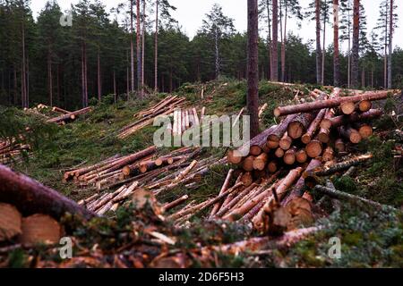 Stapel frisch geschnittener Baumstämme nach dem Abschneiden eines Pinienhain Nadelwaldes in Estland, Nordeuropa. Stockfoto