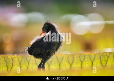 Moorhen (Gallinula chloropus), Jungtier, Küken, auf Blättern der riesigen Seerose (Victoria amazonica), Baden-Württemberg, Deutschland Stockfoto