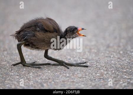 Moorhen (Gallinula chloropus), Jungtier, Küken, auf Asphalt laufen, um Nahrung betteln, Baden-Württemberg, Deutschland Stockfoto