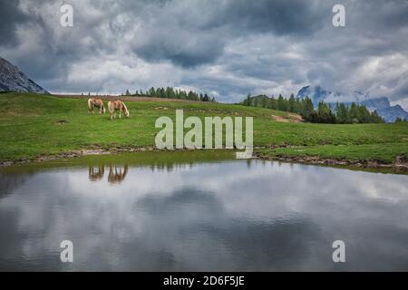 Haflingerpferde auf den Weiden von zoppè di cadore bei der Venezia Hütte, Stockfoto