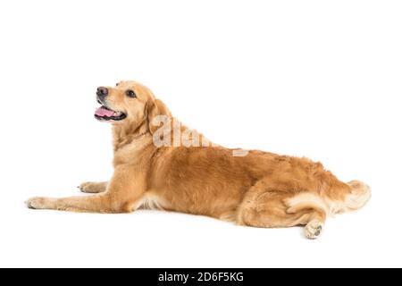 golden Retriever Labor Hund glücklich ruhen Stockfoto