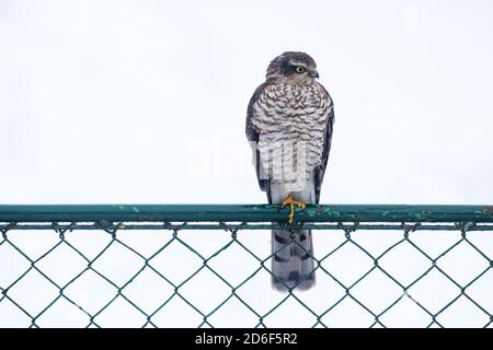 Europäischer Raubtier Eurasischer Sperber, Accipiter nisus, der auf einem Metalltor neben einem Garten steht und nach Beute sucht. Stockfoto