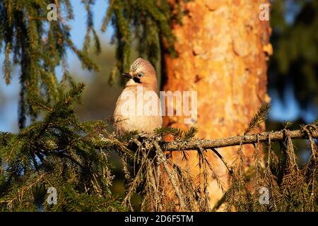 Puffed Eurasian jay, Garrulus glandarius thront auf einem Fichtenzweig im herbstlichen borealen Wald Estlands, Nordeuropa. Stockfoto