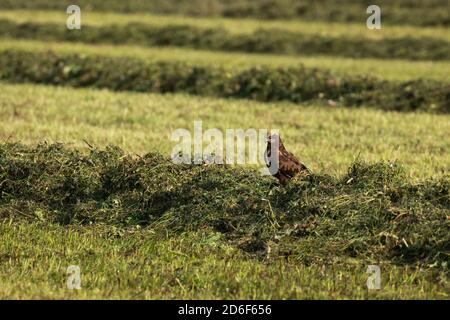 Eine junge westliche Sumpfweihe, Circus aeruginosus, die auf einer Heusäule sitzt und nach dem Schneiden des Graslandes auf Beute wartet. Stockfoto