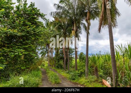 Tropische Vegetation, Saint-Philippe, Reunion Island, French Overseas Territory, Frankreich, Afrika, Indischer Ozean Stockfoto