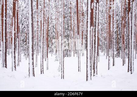 Schneebedeckter und winterlicher estnischer wilder Nadelwald in Nordeuropa. Stockfoto