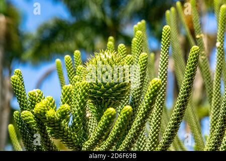 Junge Nadelbäume im Botanischen Garten 'Jardin Botanico', Gran Canaria, Spanien Stockfoto