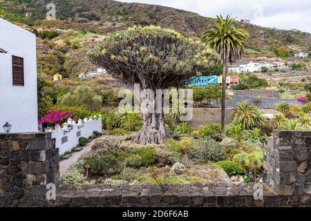 'Drago Milenario' - der älteste Drachenbaum auf den Kanaren und Wahrzeichen, Icod de los Vinos, Teneriffa, Spanien Stockfoto