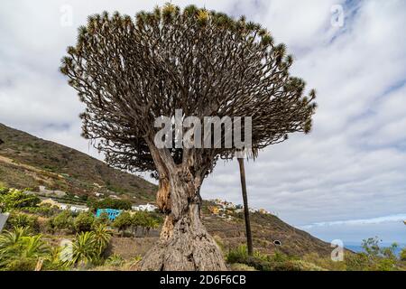 Drago Milenario' - der lteste Drachenbaum auf den Kanaren und Wahrzeichen,  Icod de los Vinos, Teneriffa, Spanien Stockfotografie - Alamy