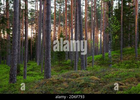 Sommerlich üppiger Kiefernwald am Abend in der estnischen wilden Natur, Nordeuropa. Stockfoto