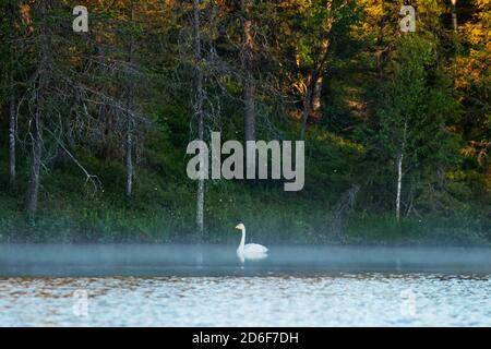 Singschwan, Cygnus cygnus schwimmt auf einem sommerlichen kleinen See in Nordfinnland bei Kuusamo. Stockfoto