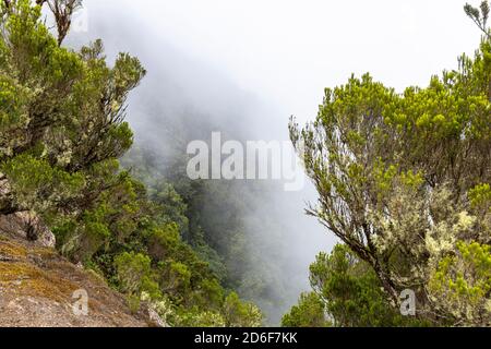 'Mirador Cabezo del Tejo' - Endpunkt des Wanderweges 'Bosque Encantado' im Nebelwald des Anaga-Gebirges, Teneriffa, Spanien Stockfoto