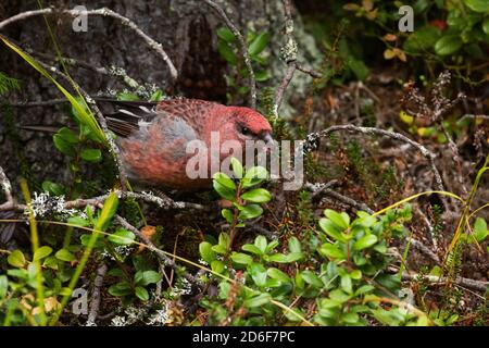 Nördlicher singvogel Pine grosbeak, Pinicola enucleator, in einem Taigawald in der Nähe von Kuusamo, Nordfinnland Stockfoto