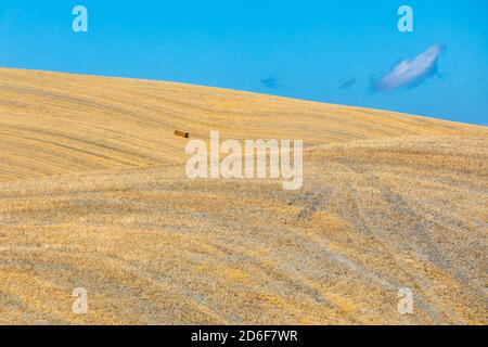 Sommerlandschaft mit den sanften Hügeln von Castiglione d'Orcia, Provinz Siena, Toskana, Italien Stockfoto