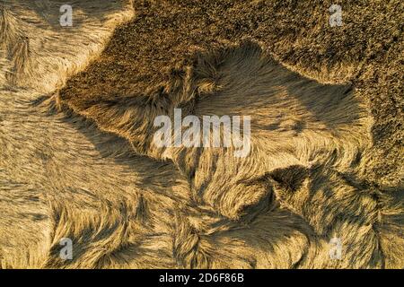 Eine reife und goldene Ernte Feld nach starken Winden und regen in sommerlichen estnischen Landschaft am Abend, Nordeuropa. Stockfoto